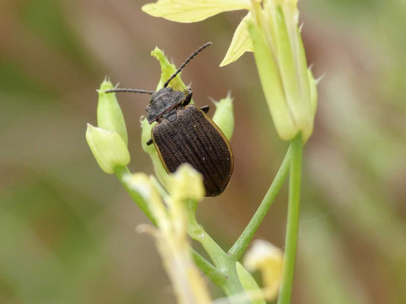 Galeruca cfr interrupta che mangia